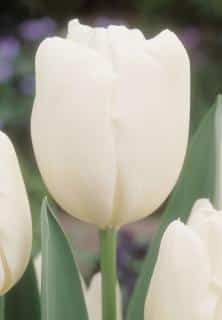 White tulip 'Hakuun'