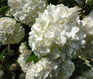 White snowballs, a favorite white flowered shrub