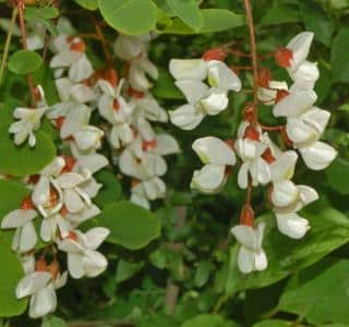 False acacia, or robinia, flower