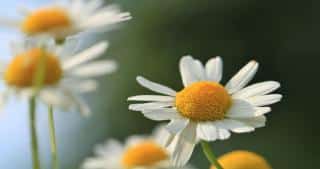 Chamomile, a white perennial