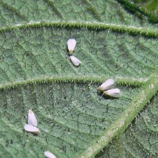 Whitefly emergence conditions