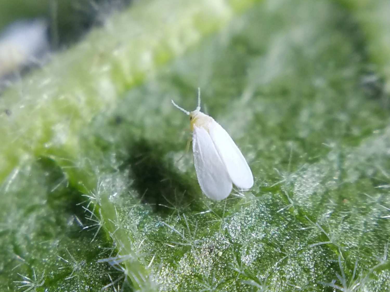 Whitefly