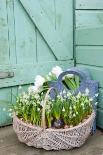 Wicker baskets with bulb muscari flowers