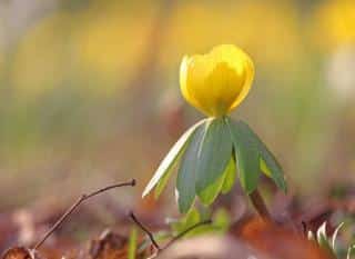 Eranthis, or winter aconite, sprouting like a hellebore