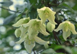 Properly cared for, winter cirrhosa clematis will bloom for a long time