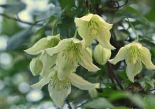 cirrhosa clematis care