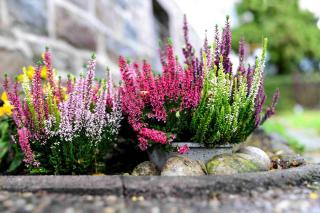 Heather and other winter flowers in a a stone garden box