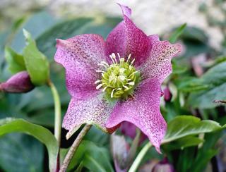 Pointy-tipped tepals of a potted winter hellebore