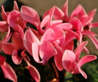 Pink petals of a Persicum cyclamen flower