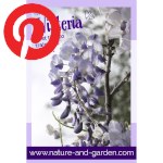 Picture related to Wisteria overlaid with the Pinterest logo.