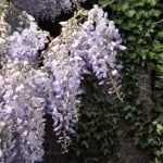 wisteria flowers from below