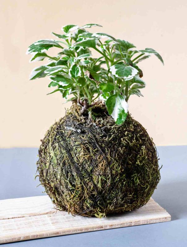 Wrapping the twine around the root ball and moss