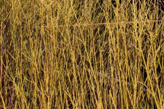 Yellow-twig dogwood, like a wall of yellow