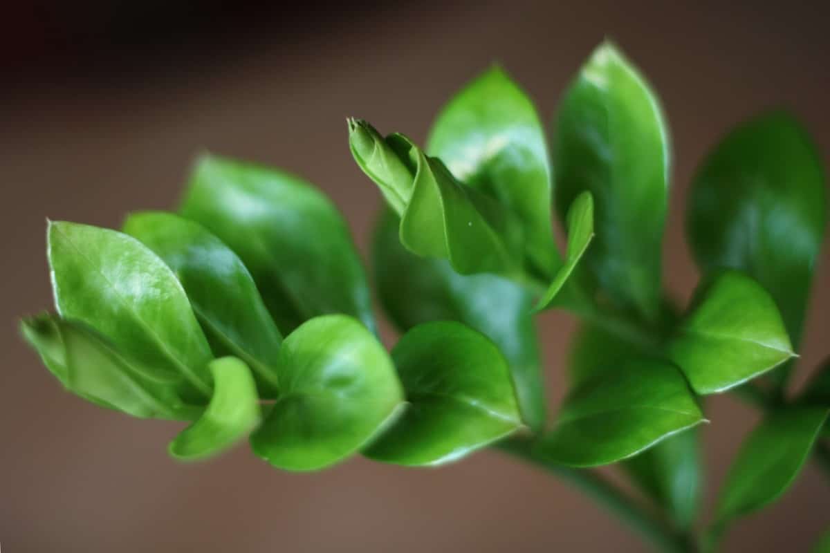 ZZ plant unfurling its leaves