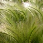 Hordeum jubatum is a pattern-rich grass for seaside gardens