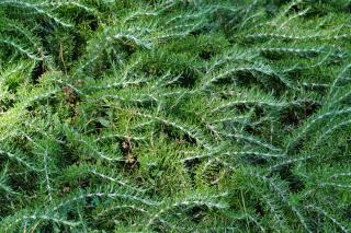 Creeping rosemary "Pointe du Raz" variety