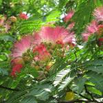 Albizia is a tree that loves growing close to the sea