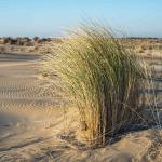 Beach grass swaying in the dunes