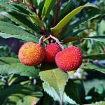 Arbutus unedo tree with berries