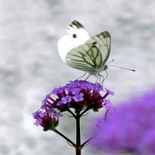 Cabbage white, a butterfly, feeding on Argentina vervain nectar