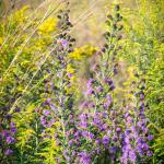 Blue purple flowers of the Blazing star