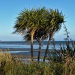 Cabbage tree growing tall near the beach
