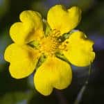 Cinquefoil flowers heavily near the ocean