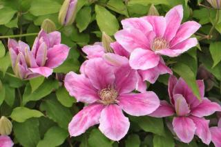 Clematis, a flower vine that grows beautiful blooms