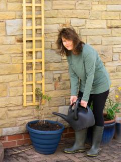 Clematis in a pot