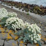 Crambe maritima lined up along a dike with seawater