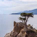 Cypress on the tip of a rocky hill