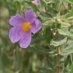 Single cystus flower by the sea