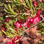 Dodonea fruits shining pink