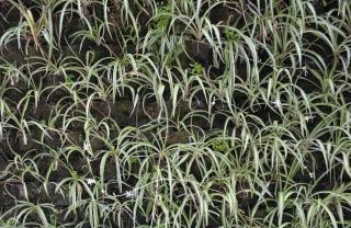 Dragon plant cuttings planted in a field