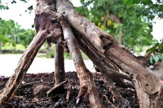 Root system of the Dracaena marginata plant