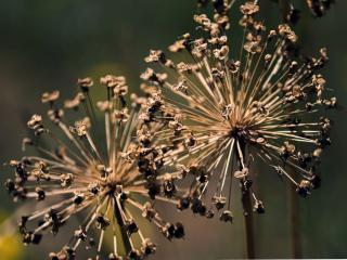 Ornamental onion blooming duration