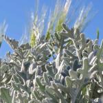 Dusty miller with seagrass pods in the background