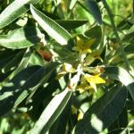 Silverberry is another name for elaeagnus angustifolia