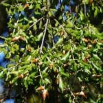 Evergreen oak copes well with seaside summer dry spells