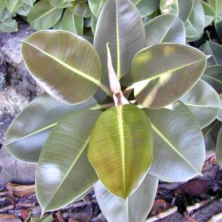 Pruning a rubber plant