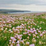 Armeria field covered in small pink flower with an ocean bay in the background