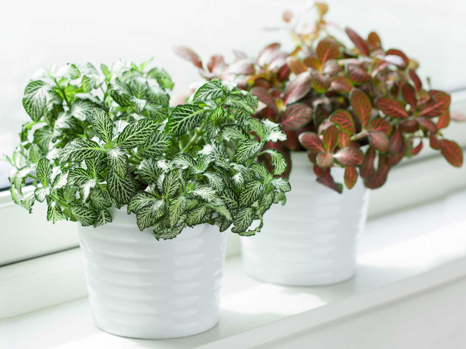 Fittonia, a great indoor plant