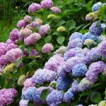 Hydrangea copes very well with seaside climates