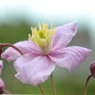 Clematis montana Mayleen, a pink-petaled flower