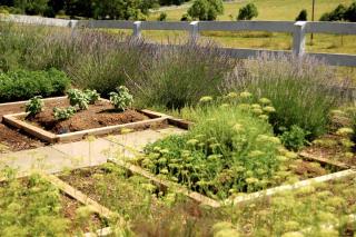 Garden with herbs