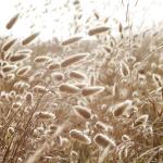 Rabbit hare grass tufts