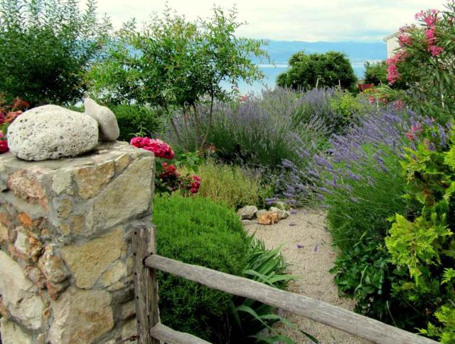 Herb plants that flower