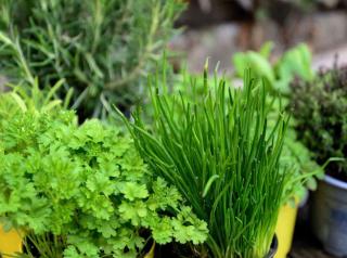 Beautiful and productive chives and parsley