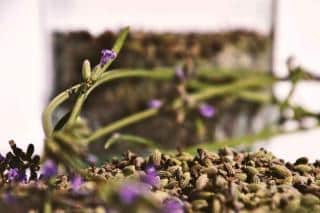 Making lavender oil by steeping flowers in oil