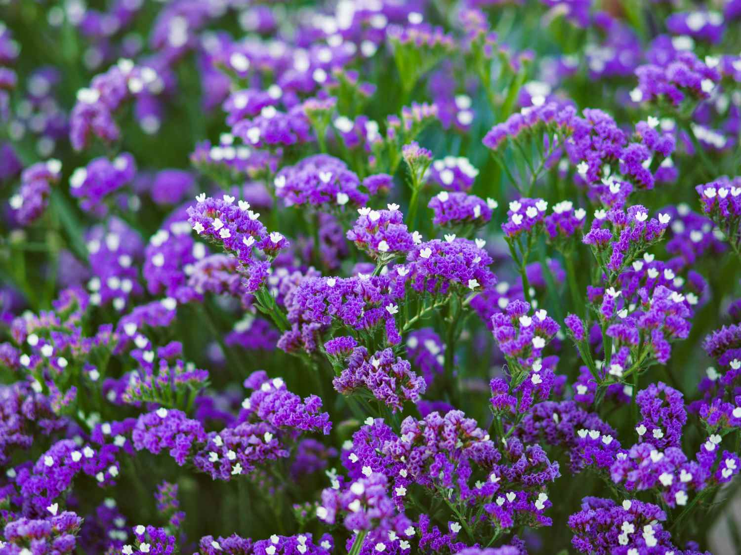 Limonium, sea lavender